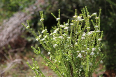 Pimelea flava dichotoma