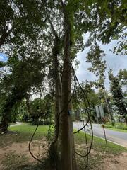Sapindus rarak