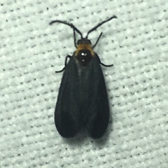 Acoloithus falsarius