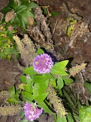 Buddleja