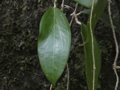 Hoya pottsii