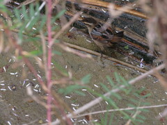 Phleocryptes melanops