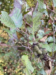 Alnus serrulata