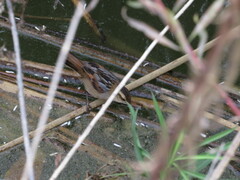 Phleocryptes melanops