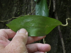 Hoya pottsii