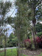 Dracaena reflexa angustifolia