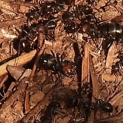 Formica integra