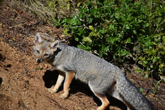Lycalopex griseus