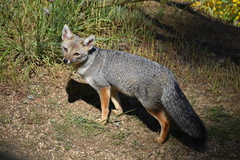Lycalopex griseus