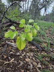 Physalis neomexicana