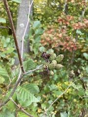 Alnus serrulata