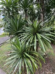 Dracaena cochinchinensis