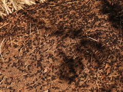 Formica integra