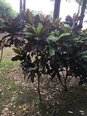 Codiaeum variegatum pictum