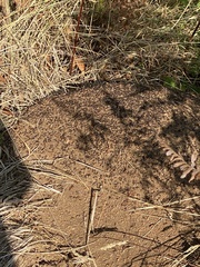 Formica integra