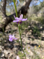 Arthropodium