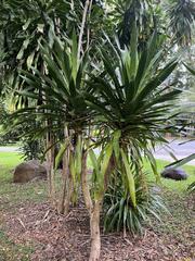 Dracaena cochinchinensis