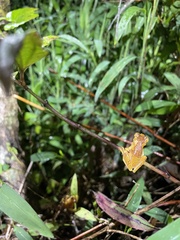 Dendropsophus ebraccatus