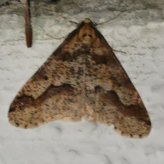 Erannis defoliaria