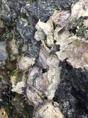 Collemopsidium ostrearum