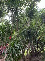 Dracaena cambodiana