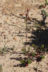 Caladenia sanguinea