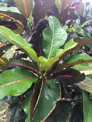 Codiaeum variegatum pictum