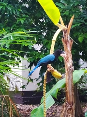 Cyanocorax yucatanicus