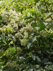 Clematis grata