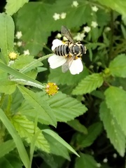 Megachile albitarsis