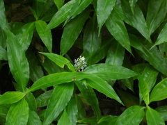 Pollia macrophylla
