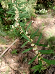 Pimelea axiflora
