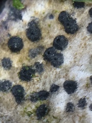 Collemopsidium ostrearum