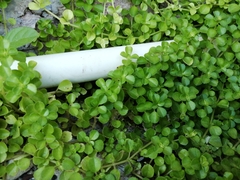 Bacopa monnieri