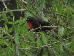 Leistes superciliaris