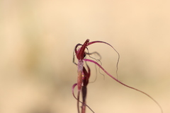 Caladenia sanguinea