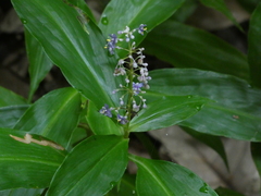 Pollia macrophylla