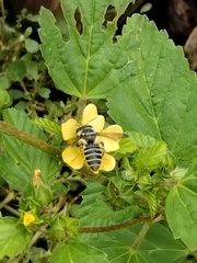 Megachile albitarsis