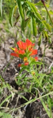 Castilleja scorzonerifolia