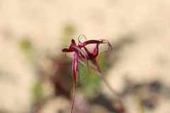 Caladenia sanguinea