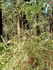 Pimelea axiflora