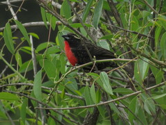 Leistes superciliaris