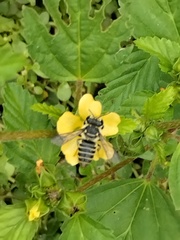 Megachile albitarsis