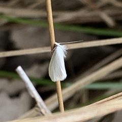 Tipanaea patulella