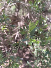 Leptospermum laevigatum