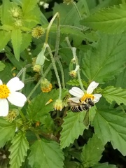 Megachile albitarsis