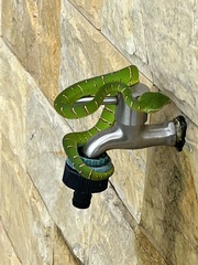 Tropidolaemus subannulatus