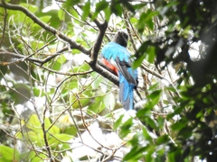 Pharomachrus auriceps