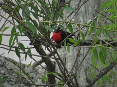 Leistes superciliaris