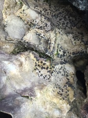 Collemopsidium ostrearum